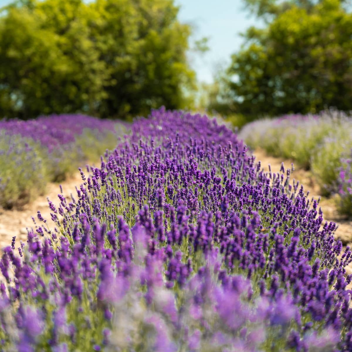 Aceite Esencial de Lavanda